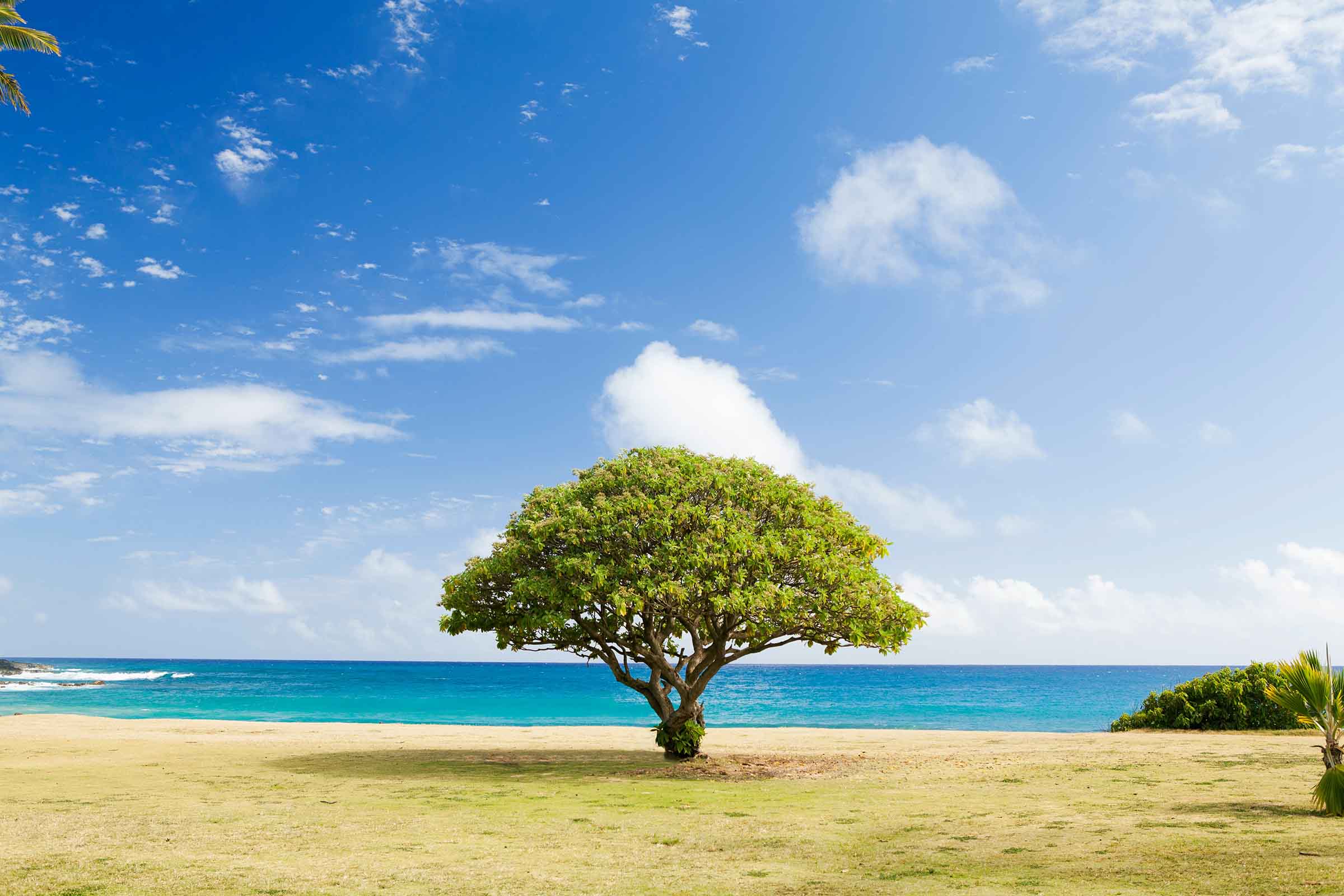 Lone tree standing strong on a beach against wind and waves, symbolizing resilience and the ability to thrive despite challenging economic conditions